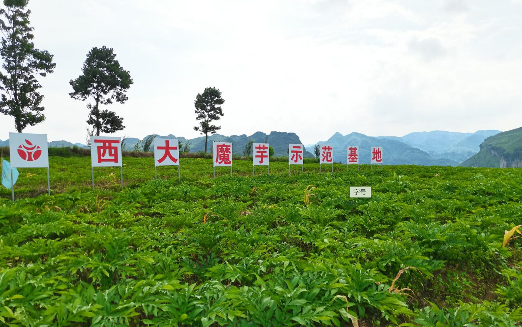 借力新电商，西大魔芋开拓“魔力”大市场